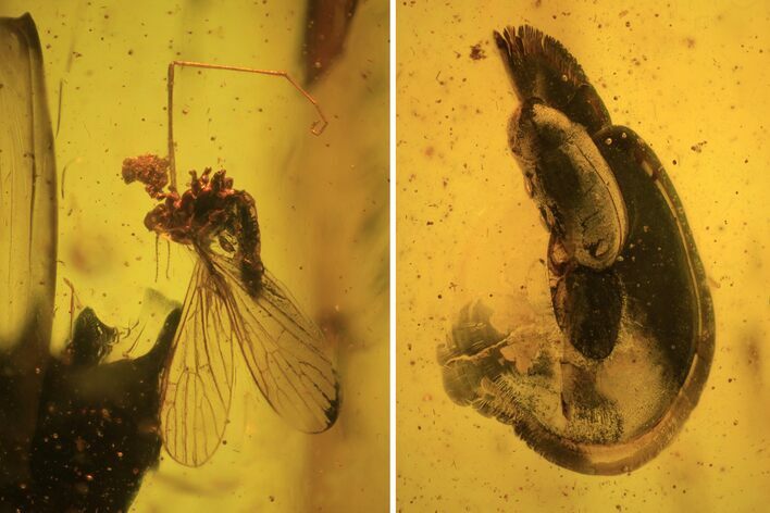 Fossil Fly (Diptera) And Beetle (Coleoptera) In Baltic Amber #109466